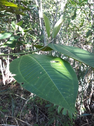 Miconia calvescens