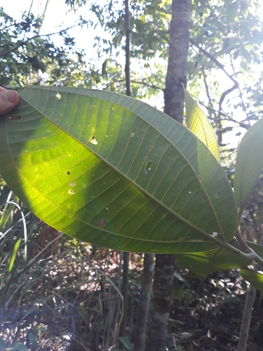 Miconia calvescens
