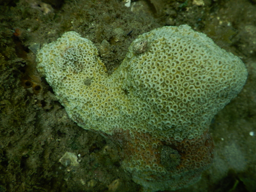 Cyphastrea serailia observed 2023-04-17