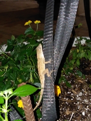 Anolis sagrei