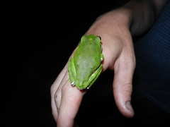 Hyla gratiosa
