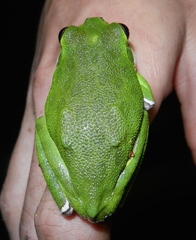 Hyla gratiosa