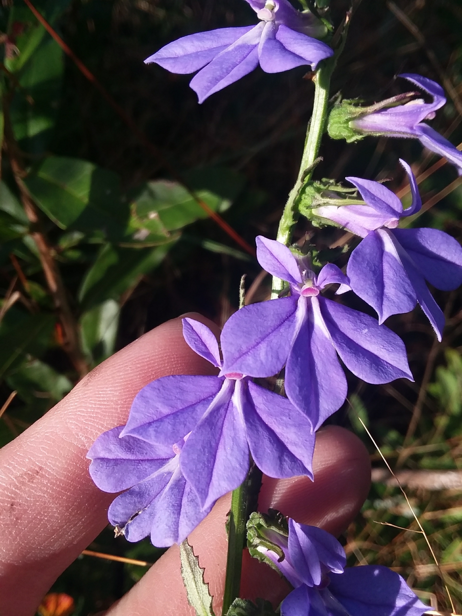 Lobelia X rogersii
