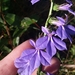 Mcvaugh's Lobelia - Photo (c) Will McFarland, some rights reserved (CC BY-NC), uploaded by Will McFarland