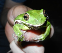 Hyla gratiosa