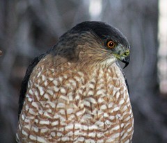 Accipiter cooperii