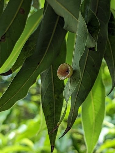 Actinodaphne acuminata iNat (3)