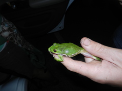 Hyla gratiosa