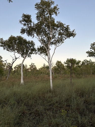 Eucalyptus apodophylla, photograph 3