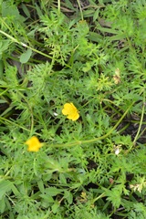 Ranunculus pilosus