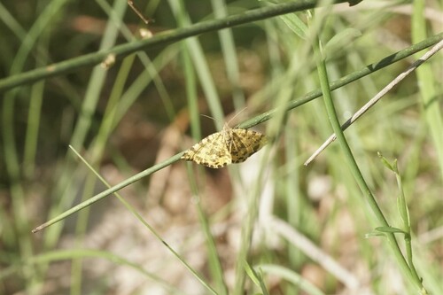 Pseudopanthera macularia