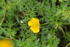 Ranunculus pilosus