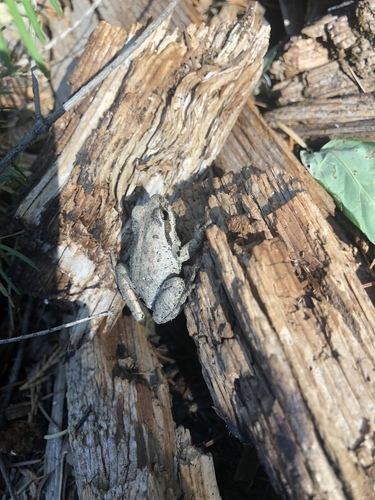 iNaturalist observation photo of Pacific chorus frog