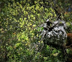 Squamellaria kajewskii