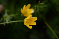 Ranunculus pilosus