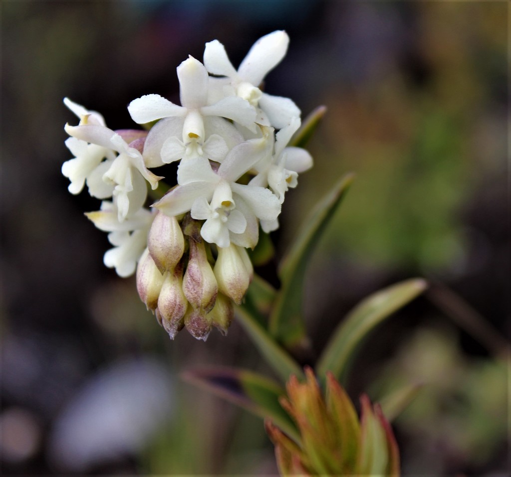 Epidendrum chioneum
