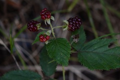 Rubus sapidus