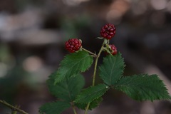 Rubus sapidus