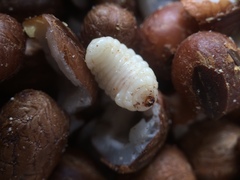 Pachymerus nucleorum