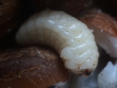 Pachymerus nucleorum