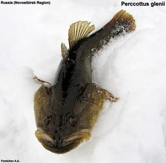 Perccottus glenii