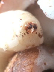 Pachymerus nucleorum