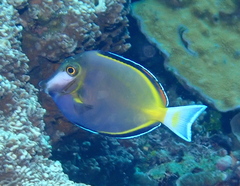 ナミダクロハギ