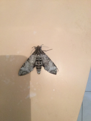 Pseudosphinx tetrio