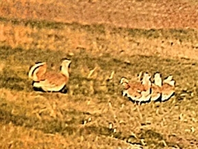Great Bustard
