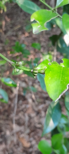 Large-Leaved Box (Buxus natalensis)
