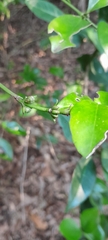 Buxus natalensis