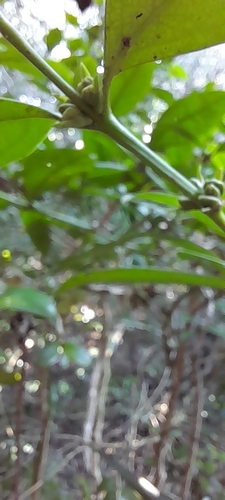 Image of Buxus natalensis by (c) Rosemary Harrison, some rights reserved (CC BY-SA)