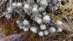 Leucogenes leontopodium