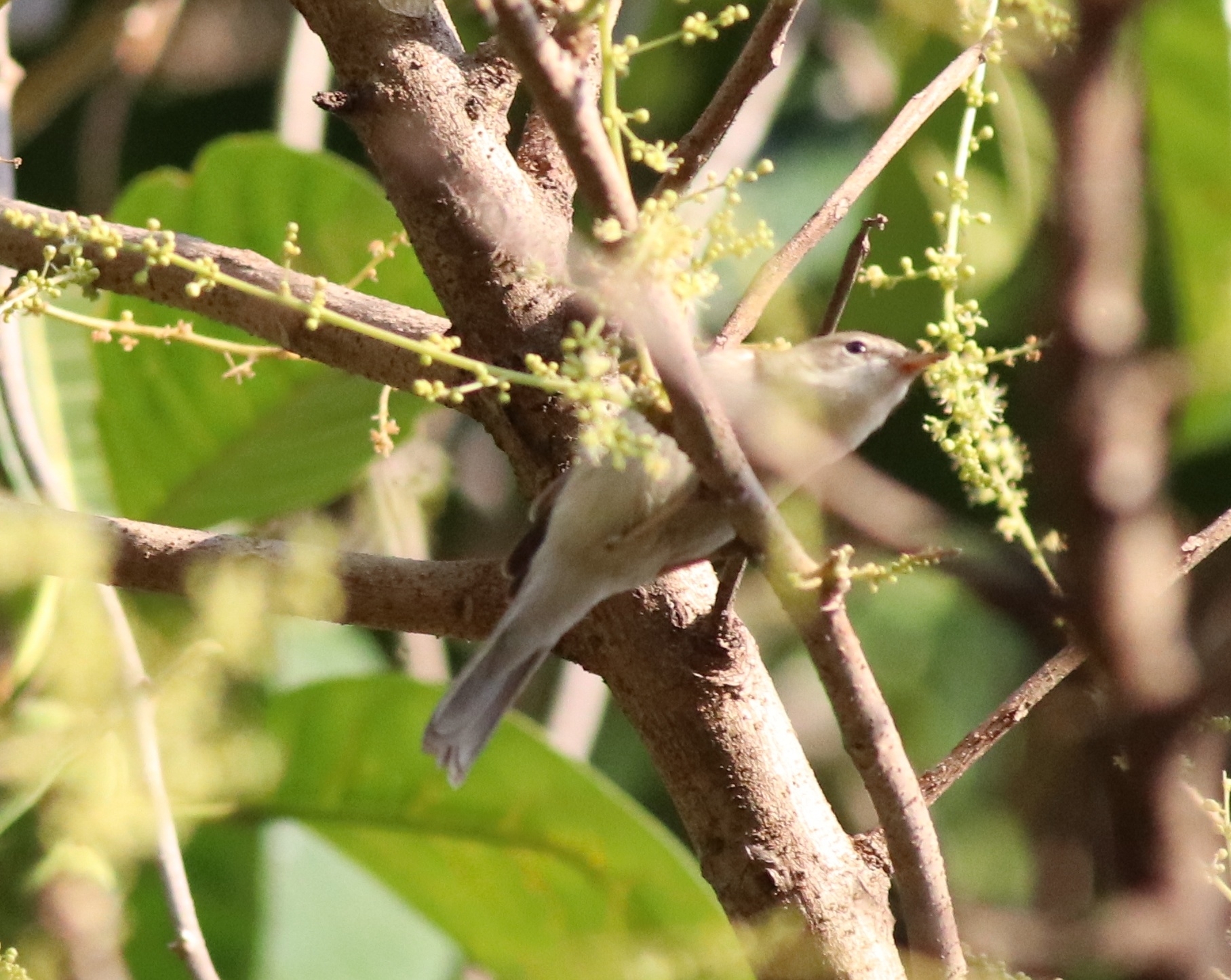 Sykes's Warbler (Iduna rama)