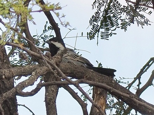 Miombo Tit (Melaniparus griseiventris), photo 7