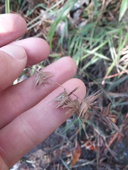 Chasmanthium ornithorhynchum