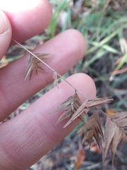 Chasmanthium ornithorhynchum