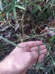 Chasmanthium ornithorhynchum