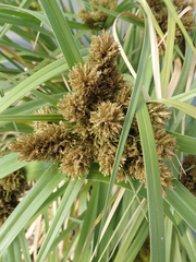 Cyperus insularis