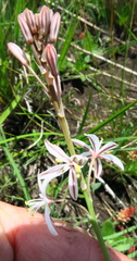 Trachyandra asperata