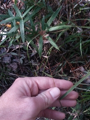 Chasmanthium ornithorhynchum