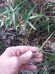 Chasmanthium ornithorhynchum