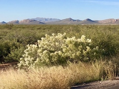 Baccharis sarothroides