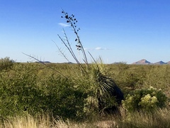 Yucca elata