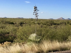 Yucca elata