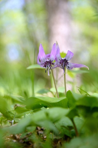 Asian fawnlily