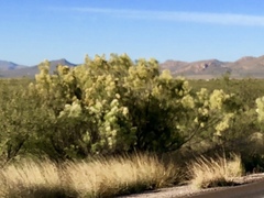 Baccharis sarothroides