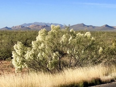 Baccharis sarothroides