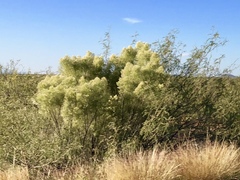 Baccharis sarothroides