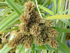 Cyperus insularis